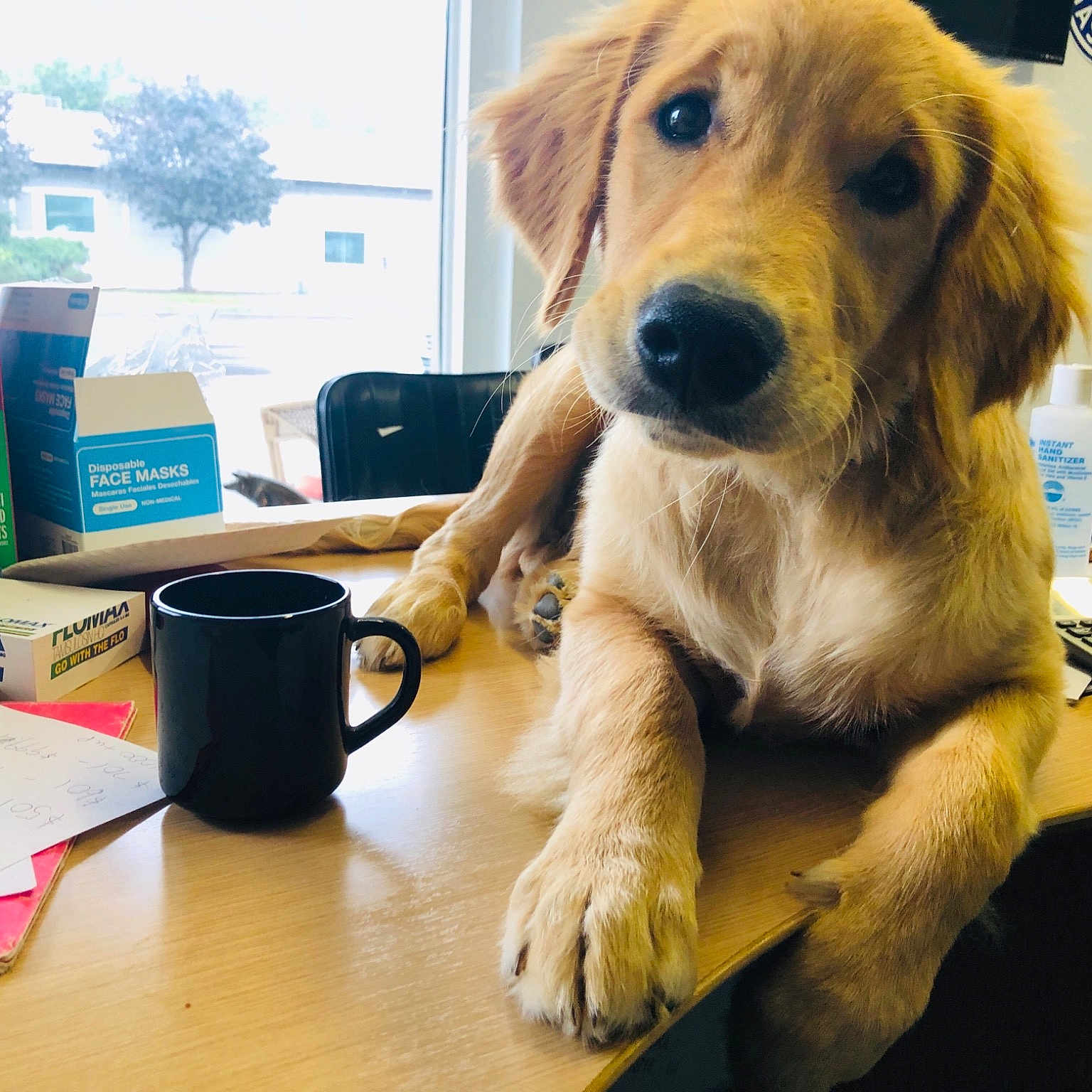 Harvey is registered to the contest to win money with this photo: canidae, carnivore, companion_dog, dog, dog_breed, fawn, golden_retriever, labrador_retriever, mammal, paw, puppy, retriever, snout, sporting_group, whiskers