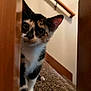 animal, calico, carpet, cat, curious, cute, ears, eyes, feline, home, indoor, kitten, mischievous, peeking, pet, playful, staircase, whiskers, wooden_banister, young