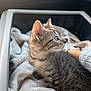 Nala participe au concours pour gagner de l'argent avec cette photo : kitten, cat, tabby, pet_carrier, blanket, car_interior, animal, feline, young_cat, blue_eyes, fur, whiskers, domestic_animal, cozy, hand, side_view, indoor, transport, cute, soft