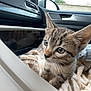 Nala a rejoint le concours — aidez-le/la à gagner de superbes lots ! kitten, cat, tabby, car_interior, blanket, soft, pet, animal, feline, young_animal, window, side_mirror, dashboard, travel, indoor, curious, close_up, eyes, ears, fur