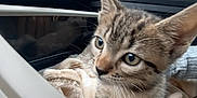 Nala a rejoint le concours — aidez-le/la à gagner de superbes lots ! kitten, cat, tabby, animal, pet, car_interior, blanket, soft, cute, feline, young, small, curious, indoor, window, side_mirror, dashboard, road_trip, cozy, adventure