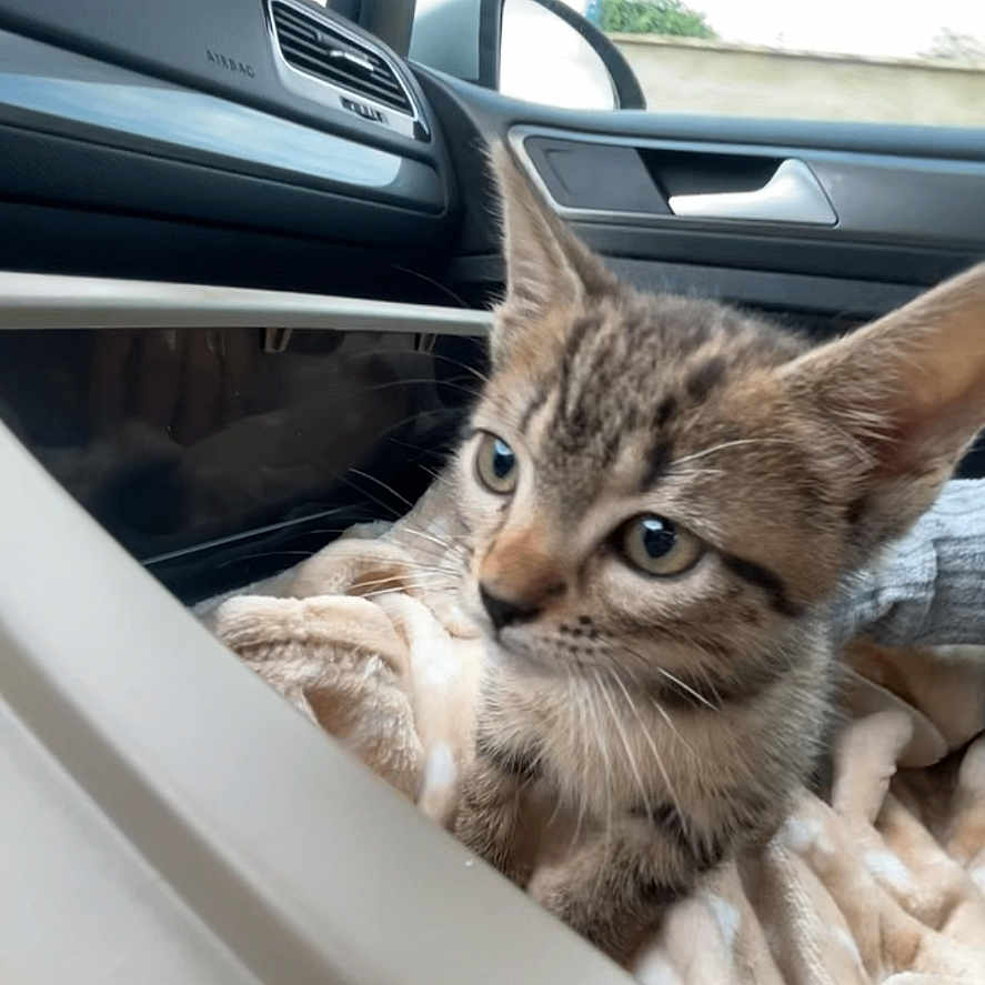 Nala a rejoint le concours — aidez-le/la à gagner de superbes lots ! adventure, animal, blanket, car_interior, cat, cozy, curious, cute, dashboard, feline, indoor, kitten, pet, road_trip, side_mirror, small, soft, tabby, window, young