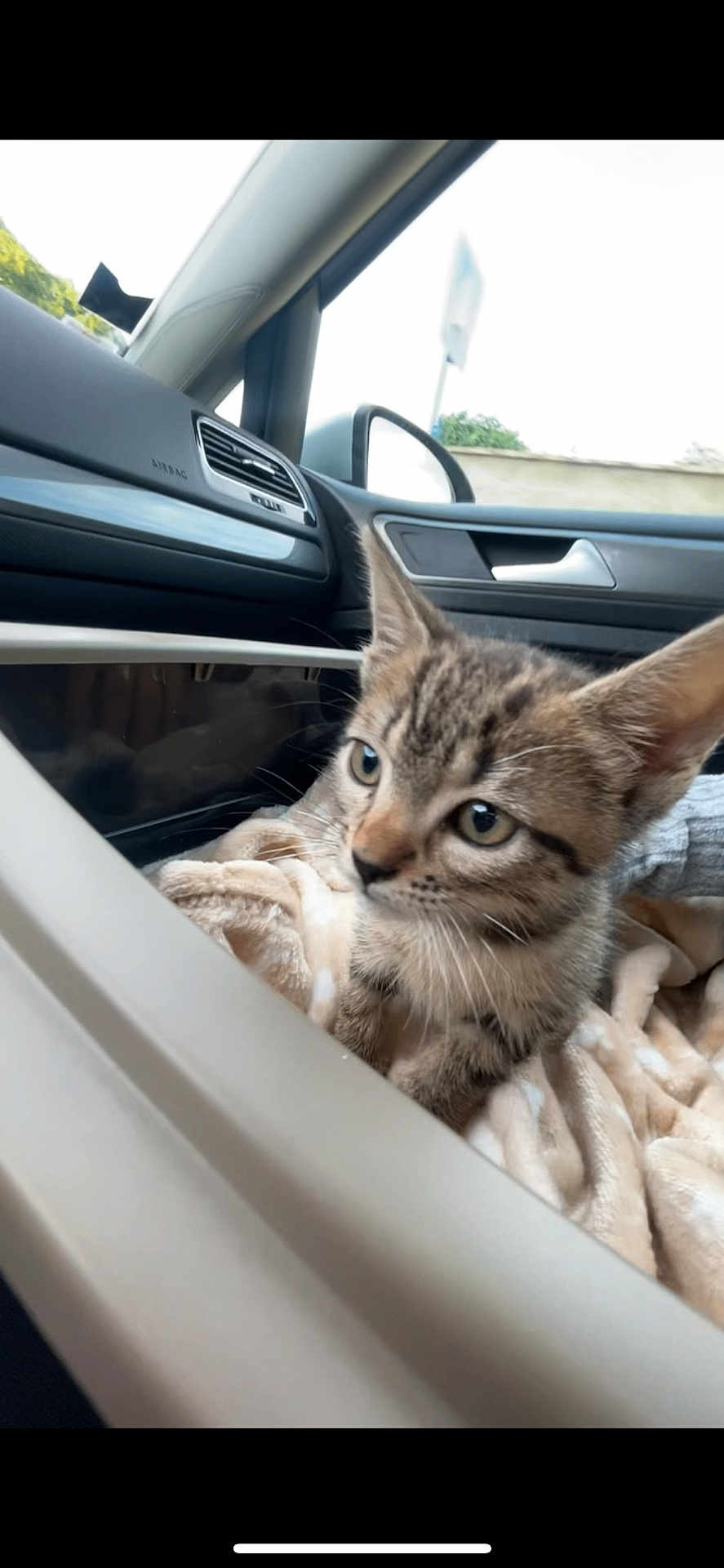Nala a rejoint le concours — aidez-le/la à gagner de superbes lots ! kitten, cat, tabby, animal, pet, car_interior, blanket, soft, cute, feline, young, small, curious, indoor, window, side_mirror, dashboard, road_trip, cozy, adventure