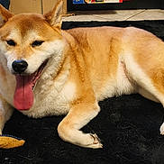 Phénix participe au concours pour gagner de l'argent avec cette photo : dog, shiba_inu, tongue_out, lying_down, black_rug, paws, fur, ears, nose, whiskers, stuffed_toy, sparkly_bow, indoor, tile_floor, panting, happy, pet, close_up, portrait, cozy