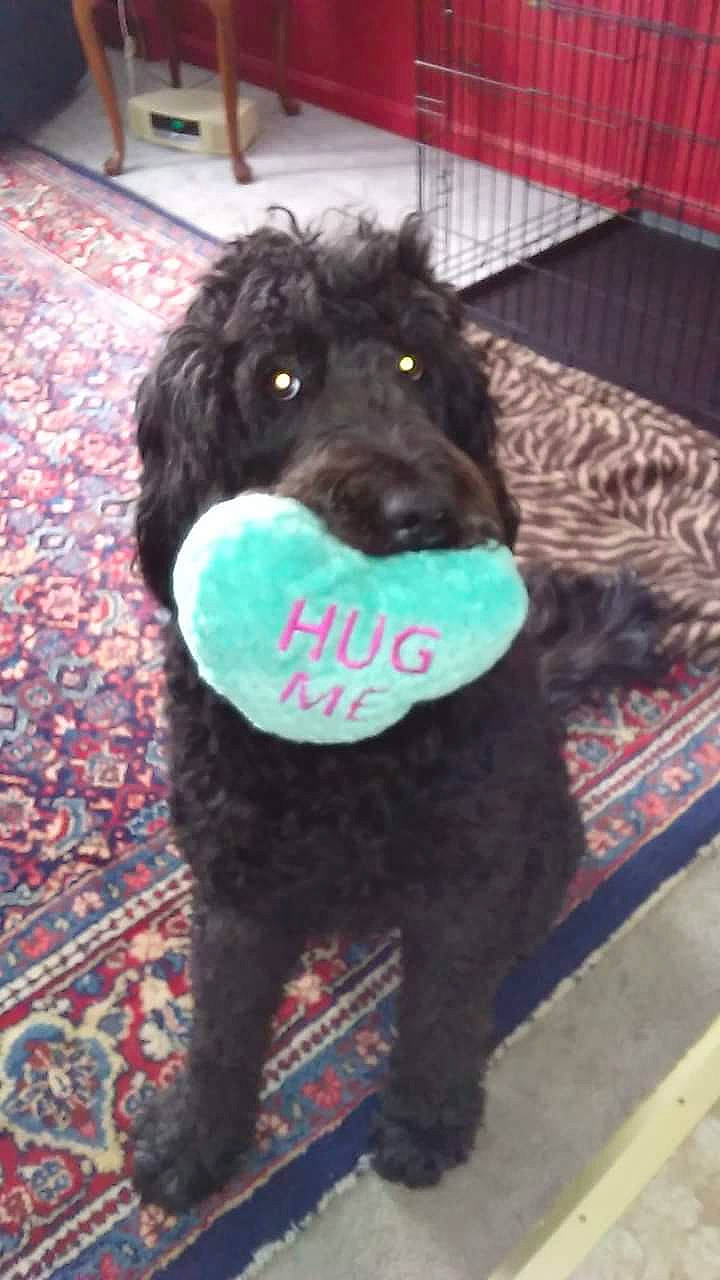 Lila Joy joined the competition — help win amazing prizes! canidae, carnivore, cockapoo, companion_dog, dog, dog_breed, goldendoodle, labradoodle, mammal, miniature_poodle, non_sporting_group, poodle, puppy, rare_breed_dog, schnoodle, sporting_group, standard_poodle, toy_poodle, vertebrate