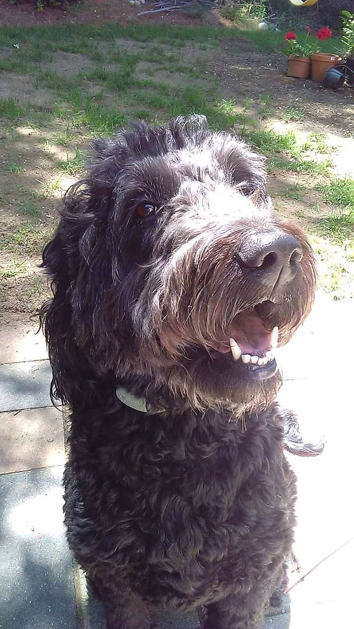 Lila Joy is registered to the contest to win money with this photo: barbet, bolonka, canidae, carnivore, cockapoo, dog, dog_breed, labradoodle, lagotto_romagnolo, mammal, poodle_crossbreed, portuguese_water_dog, pumi, rare_breed_dog, schnoodle, spanish_water_dog, sporting_group, terrier, vertebrate, water_dog