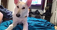 Ghosty is registered to the contest to win money with this photo: animal, bed, blanket, blue_blanket, cage, casual, clutter, dog, domestic, ears, furniture, household, indoor, looking_at_camera, lying_down, pets, portrait, room, television, white_dog