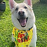 Ghosty is registered to the contest to win money with this photo: dog, white_dog, happy, smiling, bandana, birthday, outdoor, grass, pet, canine, ears, tongue, collar, tag, sunlight, greenery, celebration, joyful, close_up, playful
