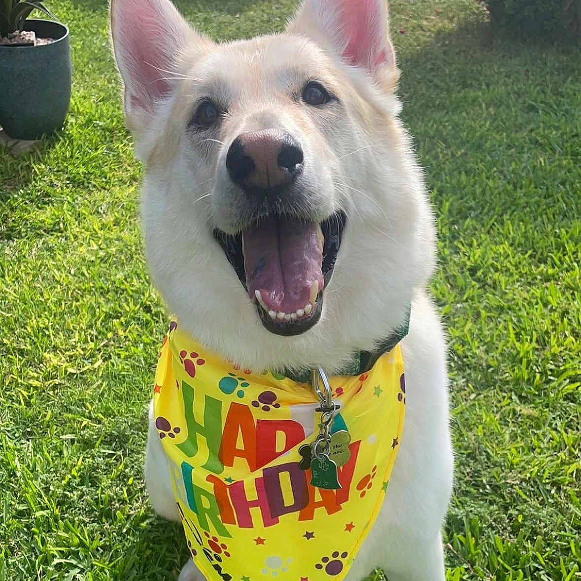 Ghosty is registered to the contest to win money with this photo: dog, white_dog, happy, smiling, bandana, birthday, outdoor, grass, pet, canine, ears, tongue, collar, tag, sunlight, greenery, celebration, joyful, close_up, playful