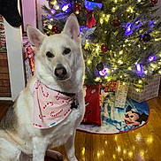 Ghosty is registered to the contest to win money with this photo: dog, bandana, candy_cane, christmas_tree, christmas_lights, ornaments, gifts, holiday, indoor, wooden_floor, decorations, festive, pet, canine, tree_skirt, stocking, red, white, green, mickey_mouse