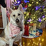 dog, bandana, candy_cane, christmas_tree, christmas_lights, ornaments, gifts, holiday, indoor, wooden_floor, decorations, festive, pet, canine, tree_skirt, stocking, red, white, green, mickey_mouse