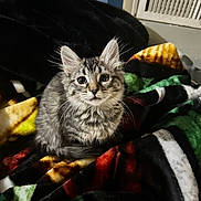 Nova joined the competition — help win amazing prizes! animal, blanket, cat, colorful, cozy, curious, cute, ears, feline, fur, indoor, kitten, looking, pet, sitting, small, soft, tabby, whiskers, young