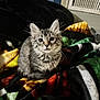 animal, blanket, cat, colorful, cozy, curious, cute, ears, feline, fur, indoor, kitten, looking, pet, sitting, small, soft, tabby, whiskers, young