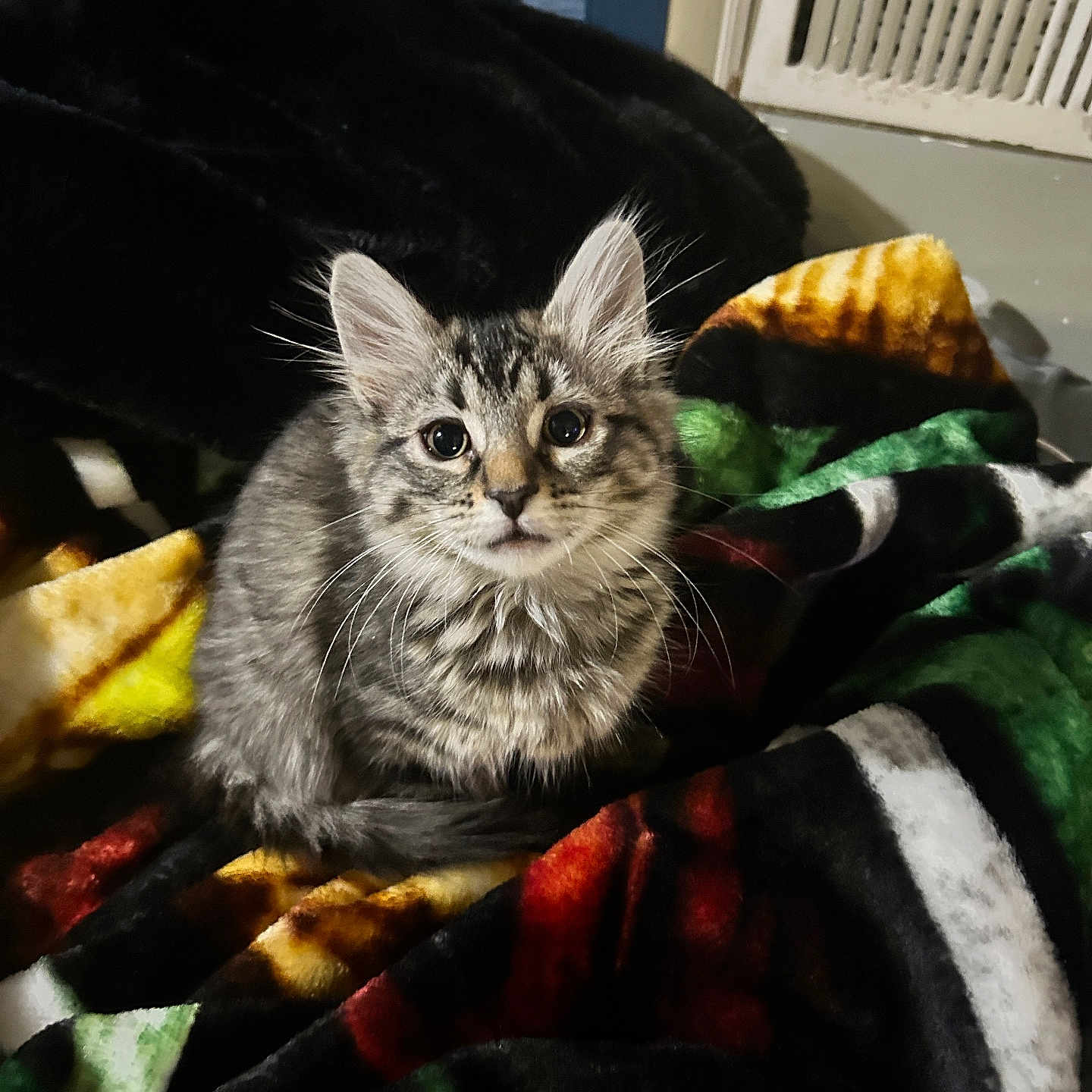 Nova joined the competition — help win amazing prizes! animal, blanket, cat, colorful, cozy, curious, cute, ears, feline, fur, indoor, kitten, looking, pet, sitting, small, soft, tabby, whiskers, young