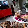 Joey participe au concours pour gagner de l'argent avec cette photo : dog, puppy, pet, portrait, brown_fur, white_chest, looking_up, indoor, living_room, table, food, pancake, mug, jar, television, red_cabinet, houseplant, rug, cozy, home_decor