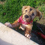 Joey participe au concours pour gagner de l'argent avec cette photo : dog, puppy, pet, bandana, red_bandana, outdoor, grass, yard, patio, sunlight, portrait, scruffy_fur, brown_fur, small_dog, paws, standing, looking_up, playful, animal, pet_photography