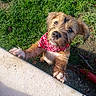 dog, puppy, pet, bandana, red_bandana, outdoor, grass, yard, patio, sunlight, portrait, scruffy_fur, brown_fur, small_dog, paws, standing, looking_up, playful, animal, pet_photography