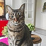 cat, tabby_cat, indoor, table, plant, living_room, furniture, whiskers, pet, animal, sitting, curious, green_eyes, striped_fur, cozy, home, floor, door, decor, stool