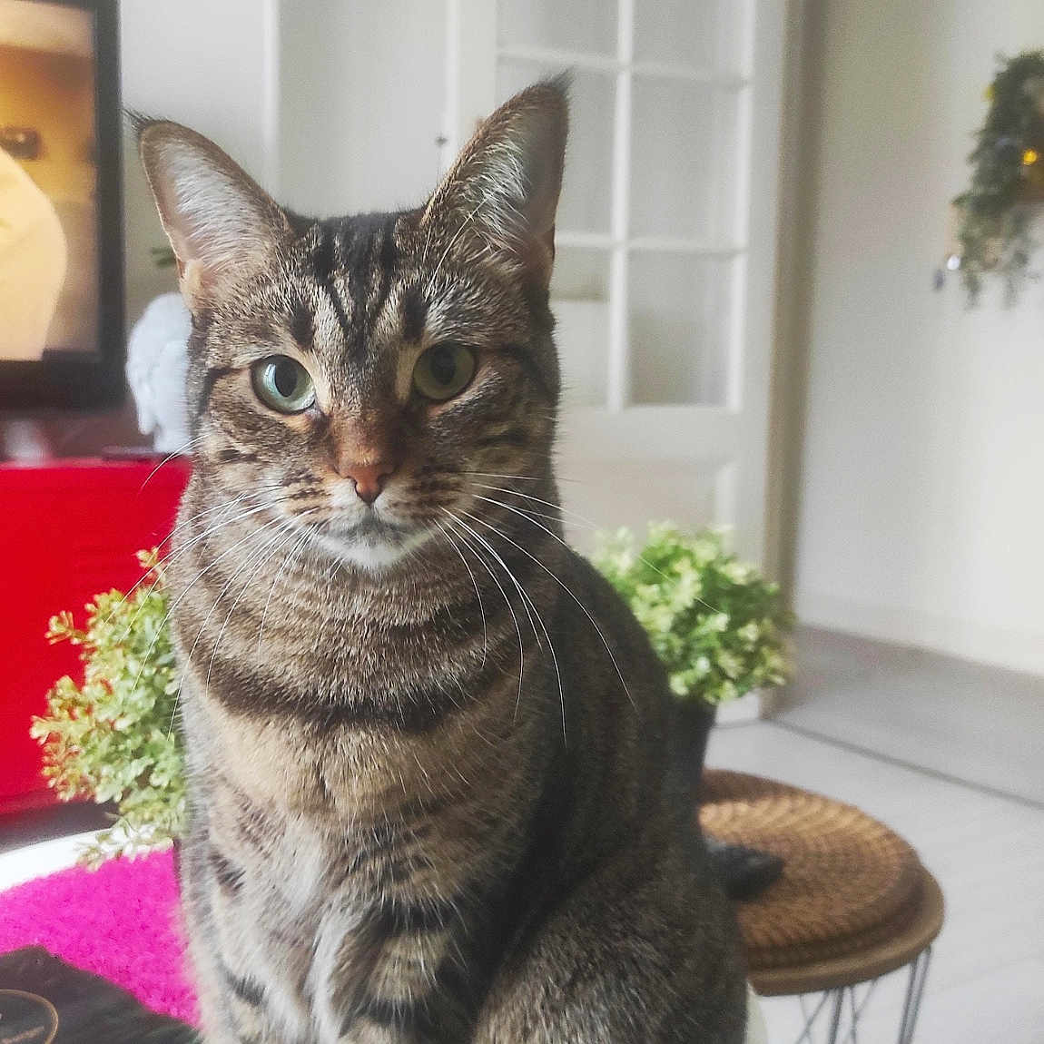 Nala a rejoint le concours — aidez-le/la à gagner de superbes lots ! animal, cat, cozy, curious, decor, door, floor, furniture, green_eyes, home, indoor, living_room, pet, plant, sitting, stool, striped_fur, tabby_cat, table, whiskers