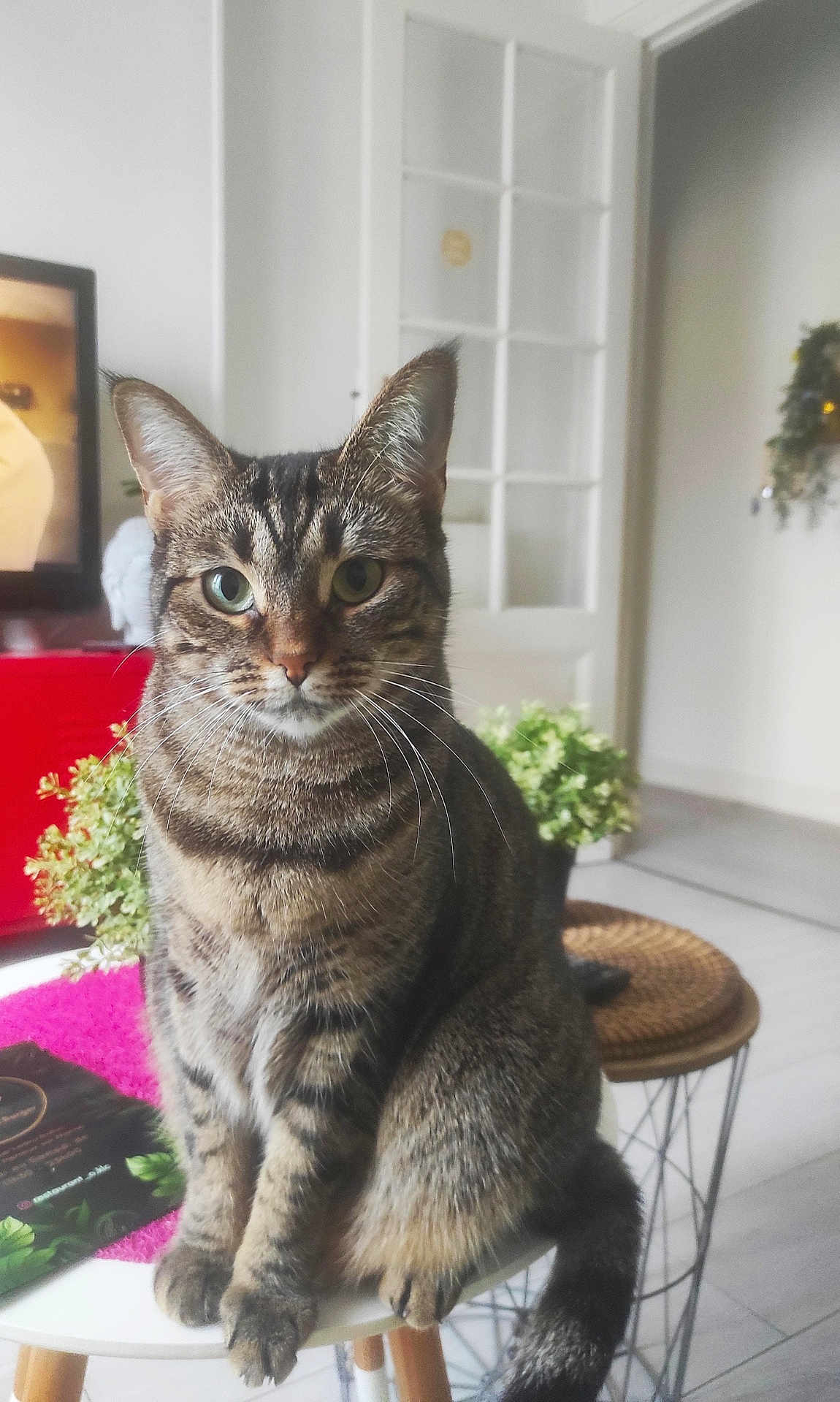 Nala