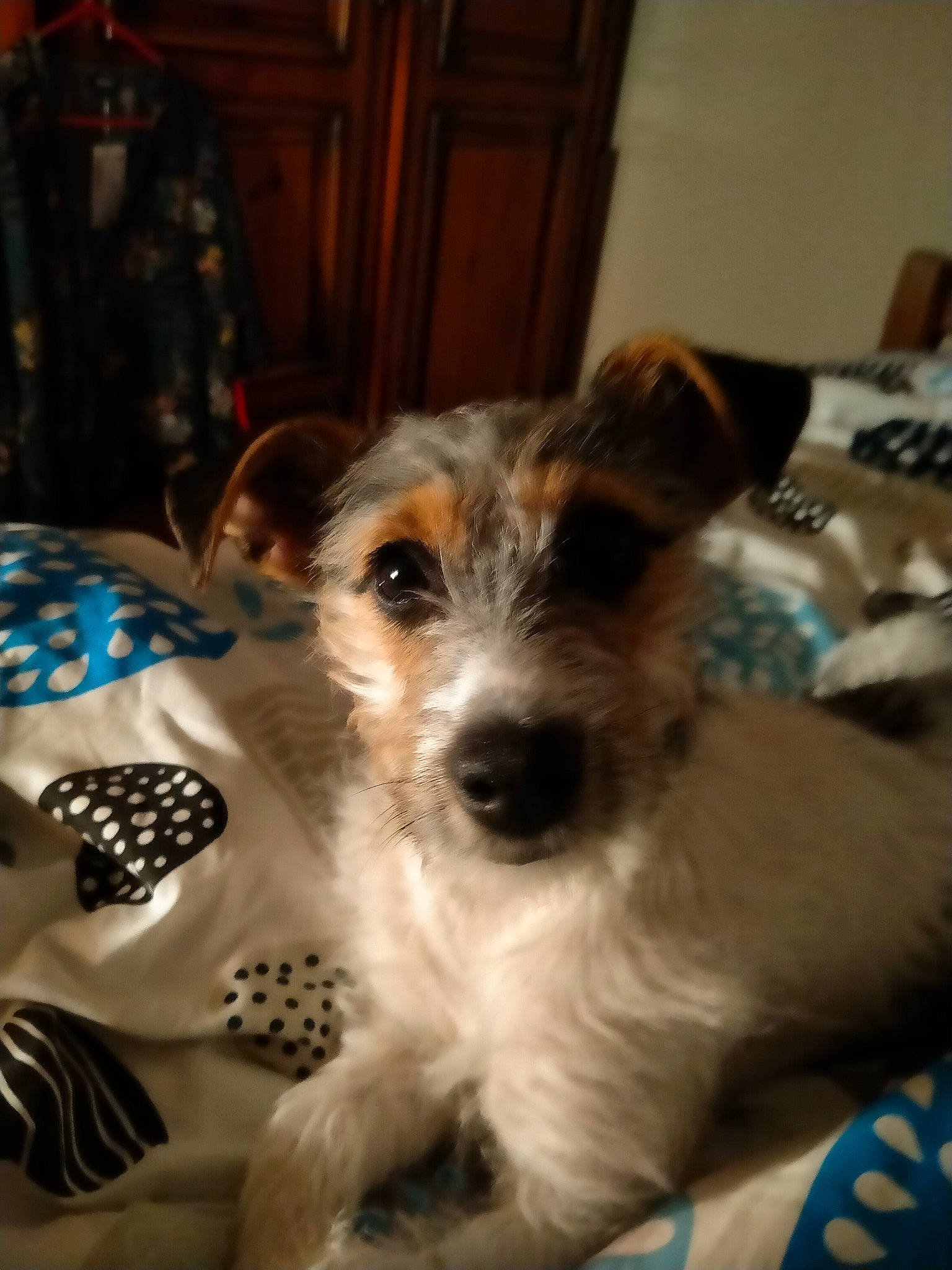 Kira participe au concours pour gagner de l'argent avec cette photo : cabinetry, canidae, carnivore, companion_dog, dog, dog_breed, fawn, fur, lakeland_terrier, small_terrier, snout, sporting_group, tableware, terrestrial_animal, terrier, toy_dog, whiskers, wire_hair_fox_terrier, working_animal, working_terrier