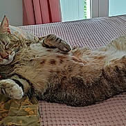 Chipie a rejoint le concours — aidez-le/la à gagner de superbes lots ! cat, tabby_cat, sleeping, bed, pillow, blanket, paw, whiskers, cozy, indoor, pet, feline, nap, stretched_out, fur, stripes, bedroom, cushion, relaxed, sunlight