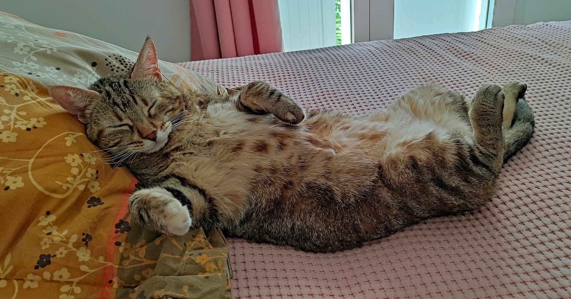 Chipie a rejoint le concours — aidez-le/la à gagner de superbes lots ! cat, tabby_cat, sleeping, bed, pillow, blanket, paw, whiskers, cozy, indoor, pet, feline, nap, stretched_out, fur, stripes, bedroom, cushion, relaxed, sunlight