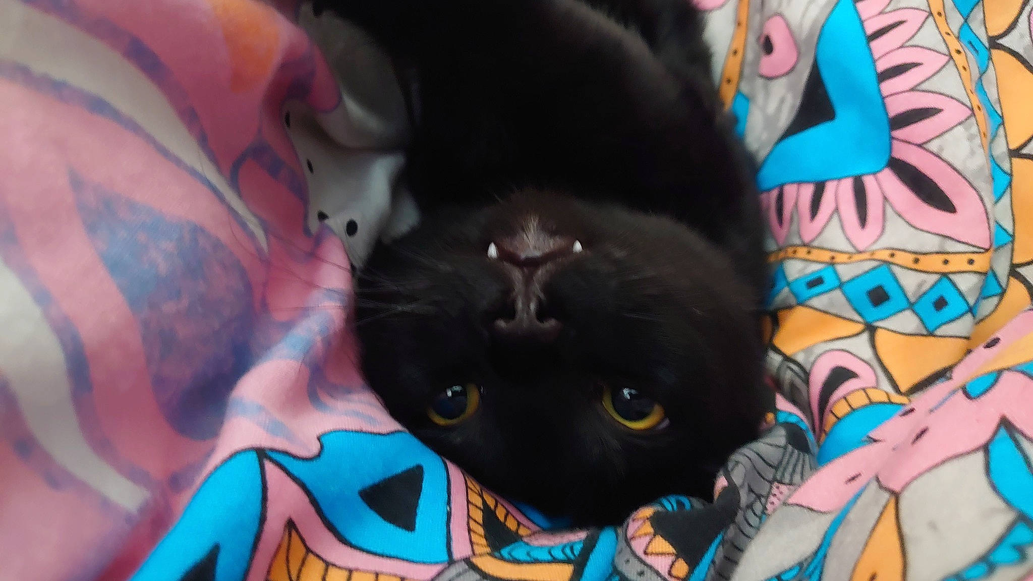 Wesley joined the competition — help win amazing prizes! black_cat, carnivore, cat, claw, comfort, domestic_short_haired_cat, electric_blue, fang, felidae, fur, pattern, paw, small_to_medium_sized_cats, snout, visual_arts, whiskers
