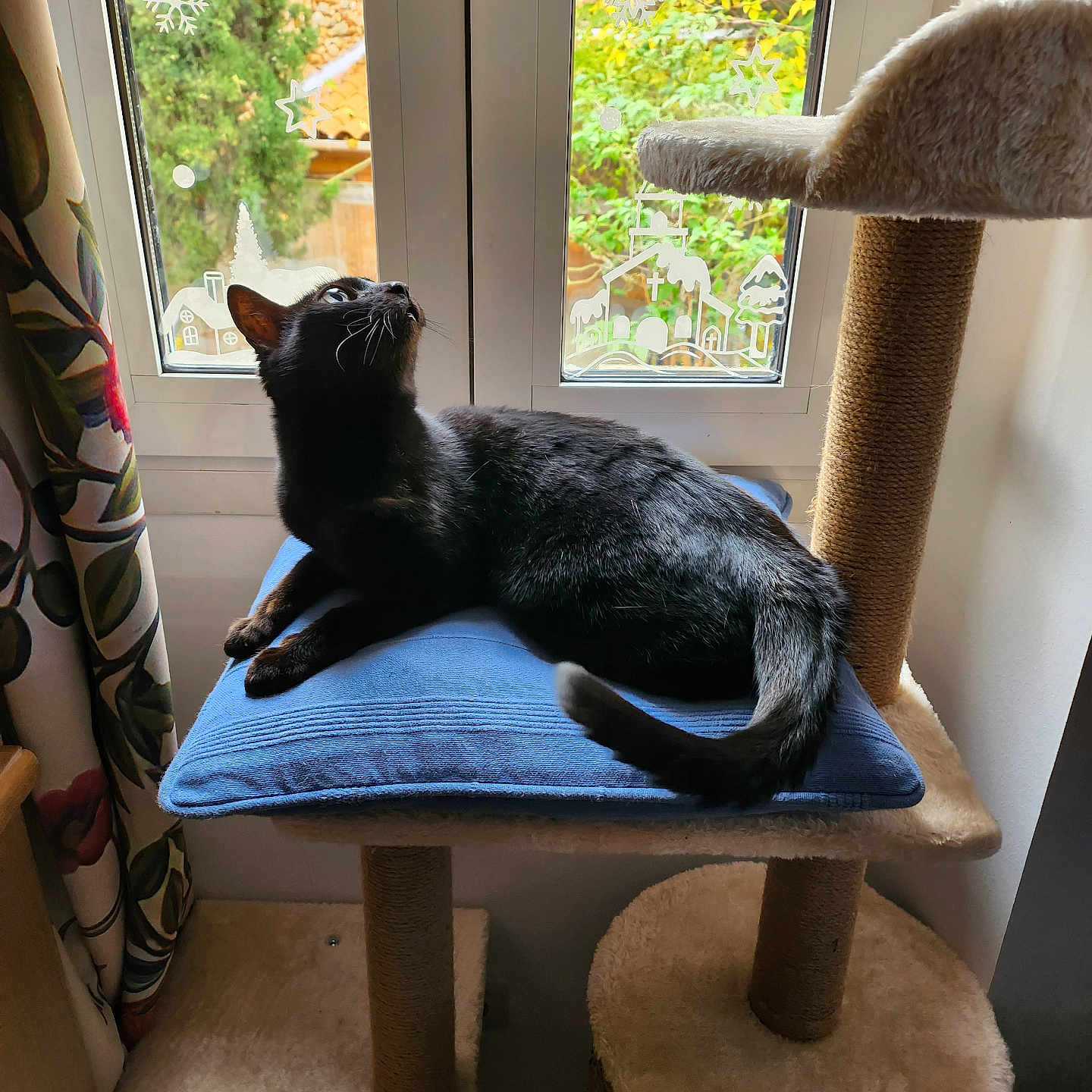 Maya a rejoint le concours — aidez-le/la à gagner de superbes lots ! animal, black_cat, blue_cushion, cat_tree, cozy, curtain, domestic_cat, feline, floral_pattern, furniture, greenery, home, indoor, looking_up, pet, plant, relaxing, sunlight, window, window_decorations