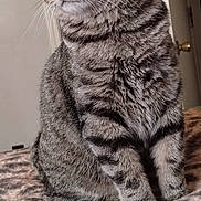 Domino is registered to the contest to win money with this photo: cat, tabby, feline, pet, animal, striped, whiskers, ears, fur, indoor, blanket, cozy, sitting, looking_away, domestic_cat, household, cute, soft, relaxed, portrait