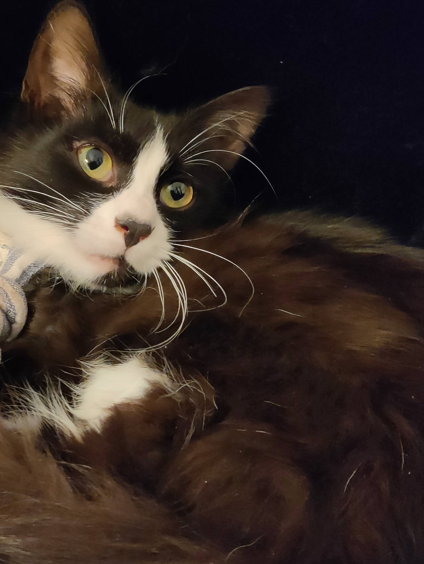 Diva a rejoint le concours — aidez-le/la à gagner de superbes lots ! art, black_cat, carnivore, cat, darkness, domestic_short_haired_cat, felidae, flash_photography, fur, graphics, grass, iris, night, paw, photo_caption, small_to_medium_sized_cats, snout, tail, terrestrial_animal, whiskers