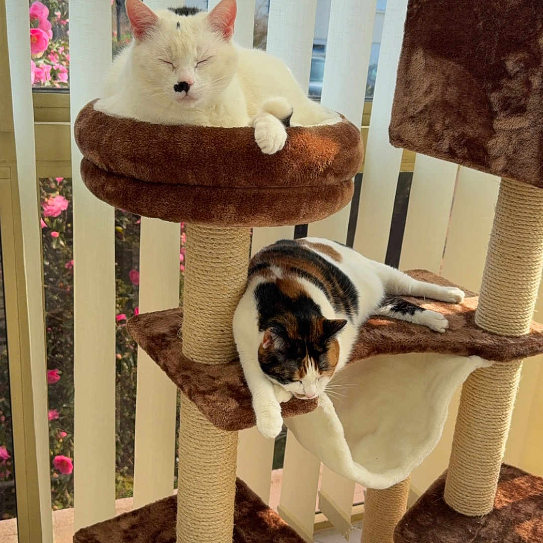 Léon Et Minoune participe au concours pour gagner de l'argent avec cette photo : animal, bulldog, canine, cat, chair, cushion, diningtable, dog, flower, furniture, hound, indoors, interiordesign, kitten, manx, pet, plant, puppy, table, wood