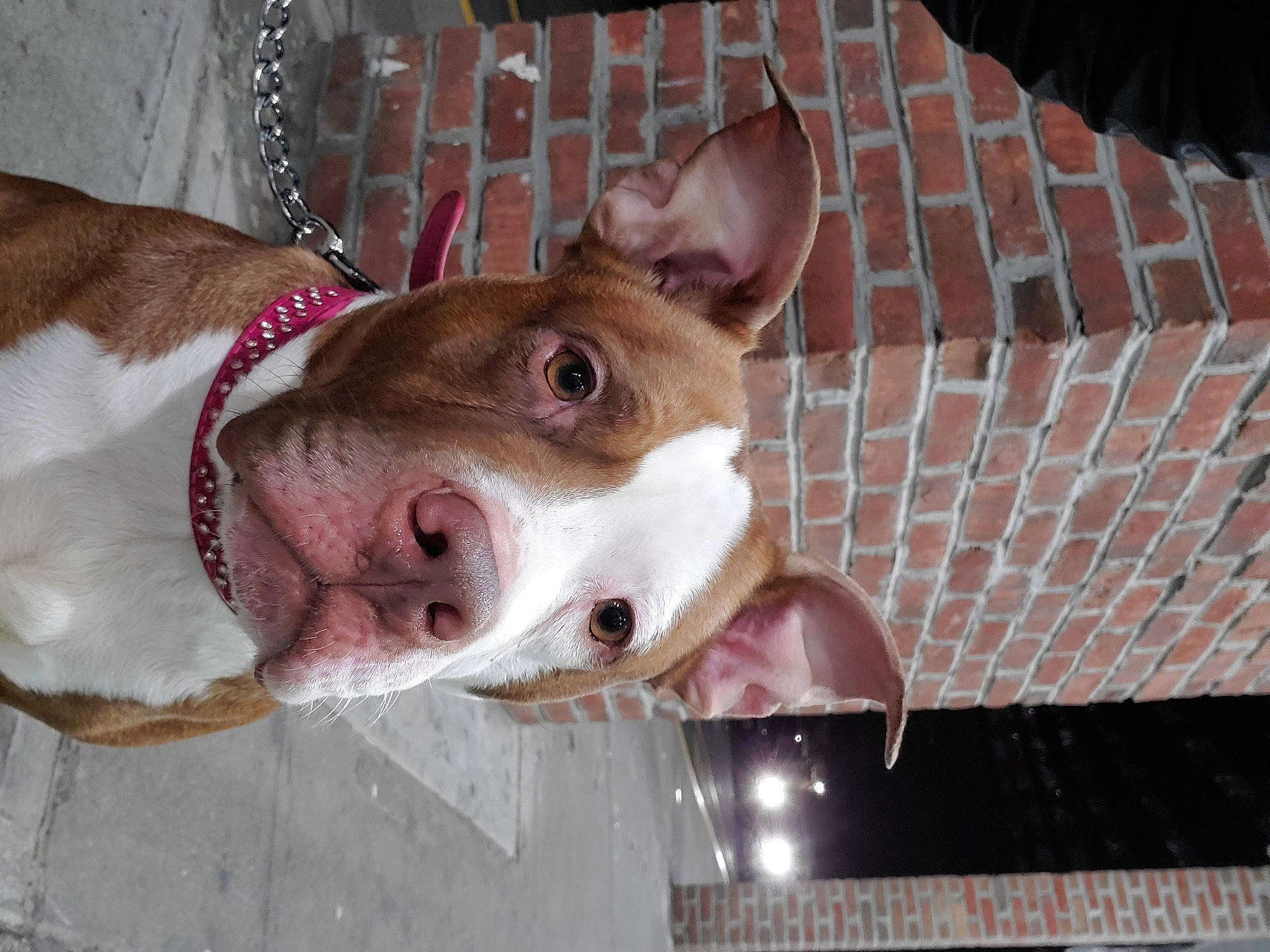 Princess Penelope is registered to the contest to win money with this photo: american_pit_bull_terrier, american_staffordshire_terrier, boston_terrier, canidae, carnivore, dog, dog_breed, ear, fawn, mammal, non_sporting_group, nose, pit_bull, rare_breed_dog, snout, sporting_group, vertebrate, whiskers