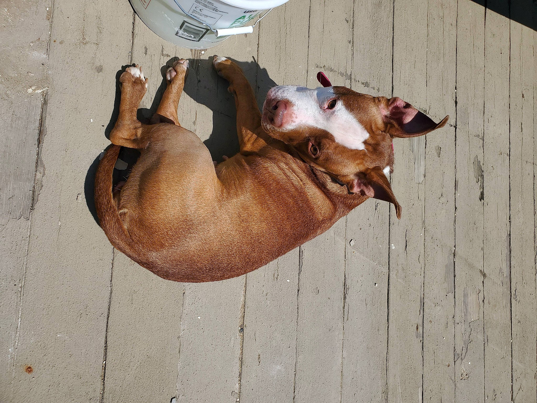 Princess Penelope is registered to the contest to win money with this photo: american_pit_bull_terrier, american_staffordshire_terrier, canidae, carnivore, companion_dog, dog, dog_breed, fawn, liver, non_sporting_group, pit_bull, snout