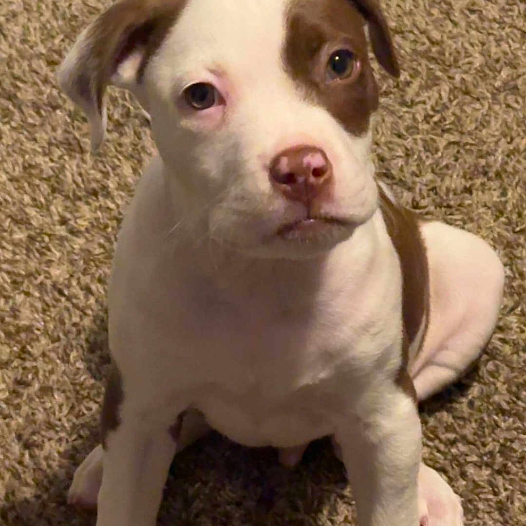 Jax joined the competition — help win amazing prizes! adorable, animal, brown_and_white, canine, carpet, companion, cute, dog, domestic, ears, friendly, fur, indoor, looking_up, nose, paw, pet, puppy, sitting, young