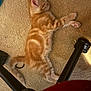 Legolas joined the competition — help win amazing prizes! kitten, cat, sleeping, carpet, orange_tabby, indoor, pet, feline, paw, tail, resting, cozy, home, relaxation, fur, animal, cute, domestic, quiet, napping