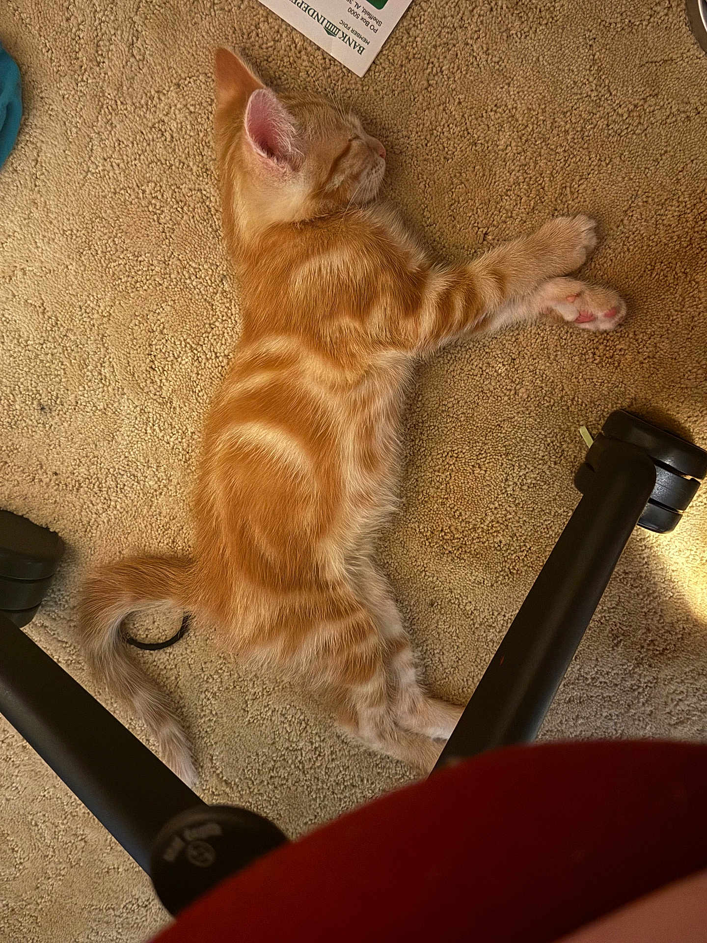 Legolas joined the competition — help win amazing prizes! kitten, cat, sleeping, carpet, orange_tabby, indoor, pet, feline, paw, tail, resting, cozy, home, relaxation, fur, animal, cute, domestic, quiet, napping
