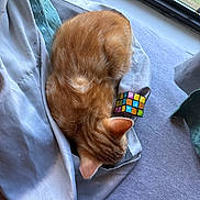 Legolas joined the competition — help win amazing prizes! cat, ginger_cat, feline, sleeping, curled_up, fabric, window, rubiks_cube, toy, indoor, soft_light, fur, pet, cozy, resting, domestic_animal, close_up, quiet, home, nap