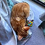 cat, close_up, cozy, curled_up, domestic_animal, fabric, feline, fur, ginger_cat, home, indoor, nap, pet, quiet, resting, rubiks_cube, sleeping, soft_light, toy, window