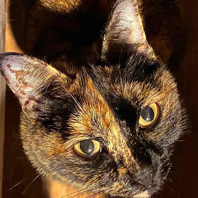 Kiara