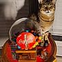 cat, close_up, coca_cola, colorful_gumballs, cozy, domestic_animal, feline, gumball_machine, household, indoor, nostalgic, pet, shadow, still_life, tabby_cat, table, vintage, warm_lighting, window_blinds, wooden_table