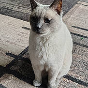 Houdini is registered to the contest to win money with this photo: cat, feline, pet, animal, indoor, sitting, fur, ears, whiskers, carpet, floor, home, cute, mammal, domestic, quiet, calm, soft, portrait, furry