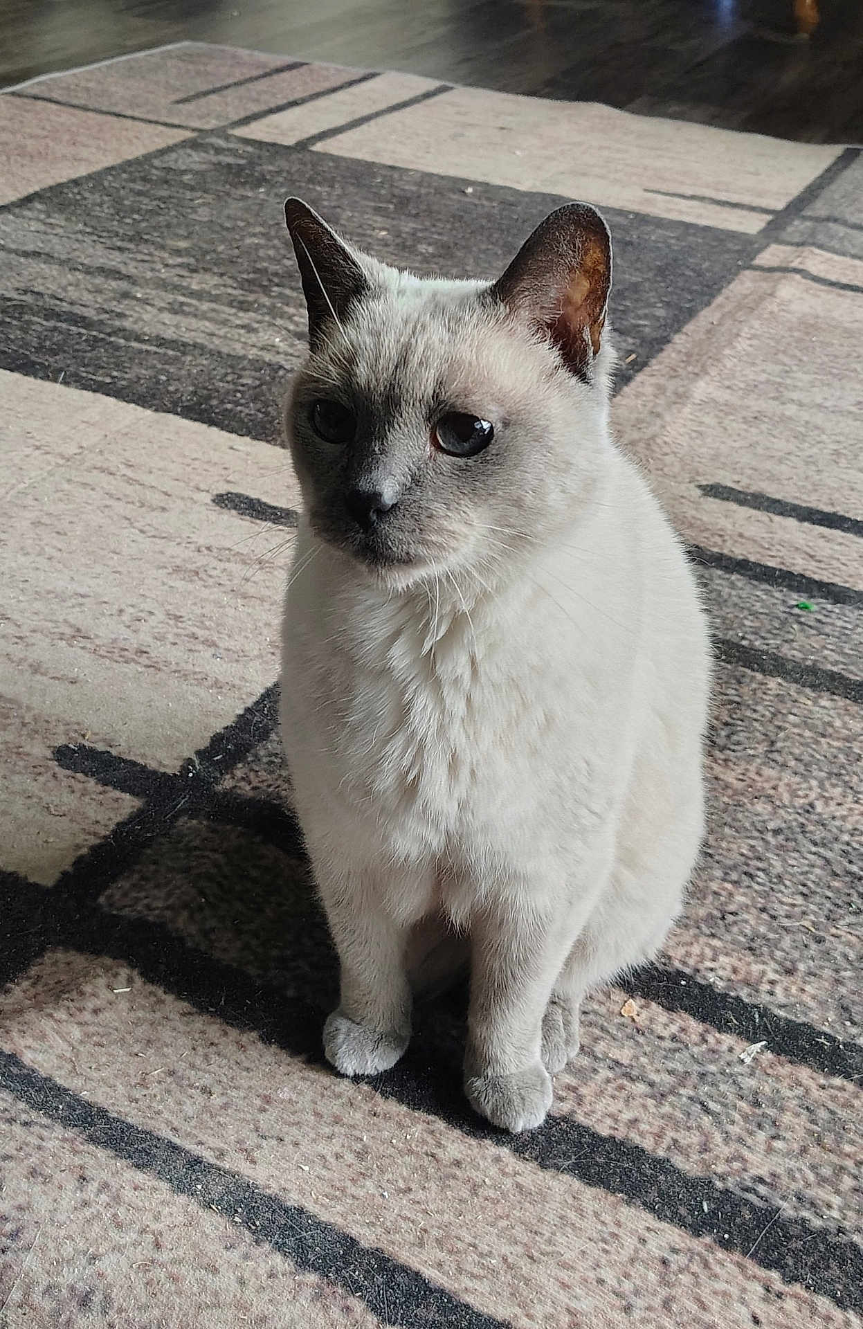 Houdini is registered to the contest to win money with this photo: cat, feline, pet, animal, indoor, sitting, fur, ears, whiskers, carpet, floor, home, cute, mammal, domestic, quiet, calm, soft, portrait, furry