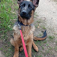 Barth a rejoint le concours — aidez-le/la à gagner de superbes lots ! dog, german_shepherd, puppy, leash, collar, sitting, ears_up, looking_up, paws, black_and_brown_coat, outdoor, grass, dirt_path, trail, pet, portrait, canine, young_dog, cute, attentive