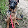 dog, german_shepherd, puppy, leash, collar, sitting, ears_up, looking_up, paws, black_and_brown_coat, outdoor, grass, dirt_path, trail, pet, portrait, canine, young_dog, cute, attentive