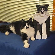Oreo is registered to the contest to win money with this photo: cat, black_and_white, wooden_cat_figurine, blue_cloth, indoor, pet, animal, relaxing, feline, table, window_blinds, decor, wood_frame, whiskers, paws, lying_down, companion, cute, domestic_cat, household