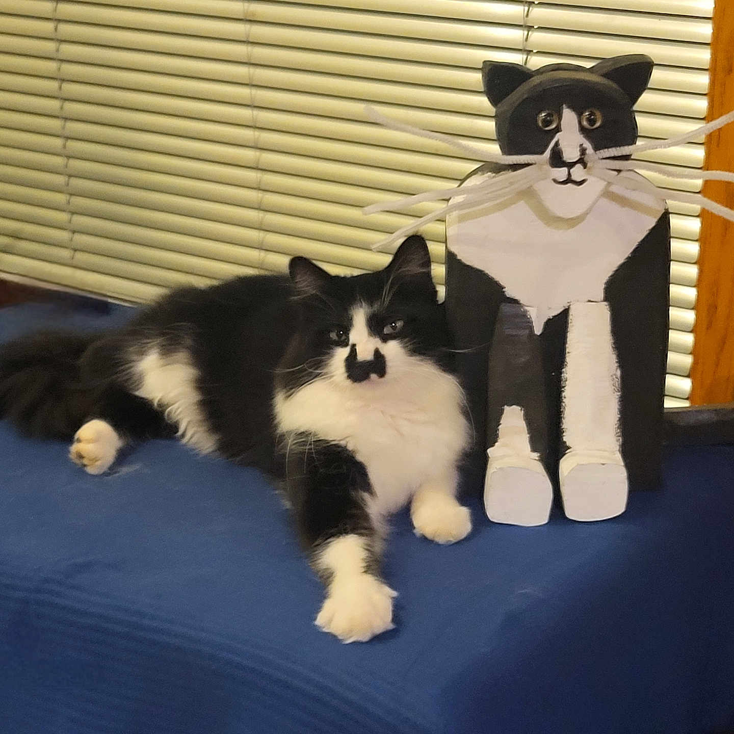 Oreo is registered to the contest to win money with this photo: animal, black_and_white, blue_cloth, cat, companion, cute, decor, domestic_cat, feline, household, indoor, lying_down, paws, pet, relaxing, table, whiskers, window_blinds, wood_frame, wooden_cat_figurine