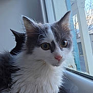 Baki participe au concours pour gagner de l'argent avec cette photo : cat, fluffy, white, gray, window, indoor, curious, animal, pet, feline, eyes, whiskers, ears, silhouette, background, soft_light, closeup, nose, portrait, cozy