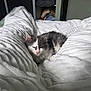 Baki participe au concours pour gagner de l'argent avec cette photo : kitten, cat, sleepy, white_blanket, soft_texture, cozy, indoor, pet, feline, gray_and_white, resting, cute, fur, animal, bed, warm, relaxed, small, domestic_cat, quiet