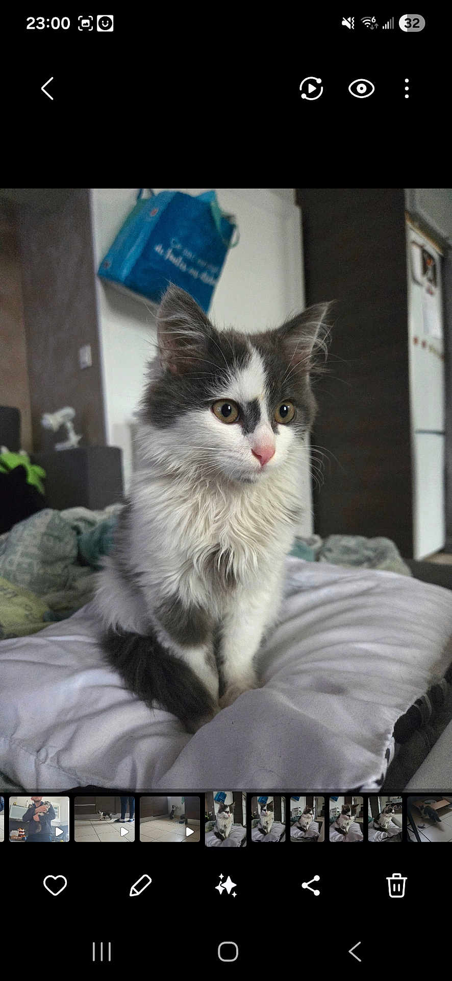 Baki a rejoint le concours — aidez-le/la à gagner de superbes lots ! cat, kitten, fluffy, white, gray, pet, animal, indoor, pillow, bedroom, furniture, curious, ears, nose, fur, domestic, cozy, soft, young, sitting